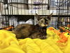 adoptable Cat in Aurora, IN named J Kitty : Jenny