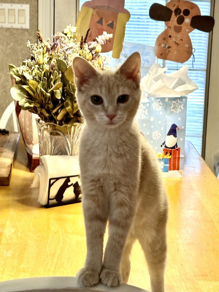 adoptable Cat in Aurora, IN named Legally Blonde : Elle Woods