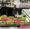 adoptable Cat in  named Hogans : Black Beauty Sammi