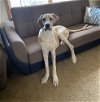 adoptable Dog in aurora, IN named Dane Dawgs : Quinn