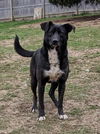 adoptable Dog in  named Clyde Clover