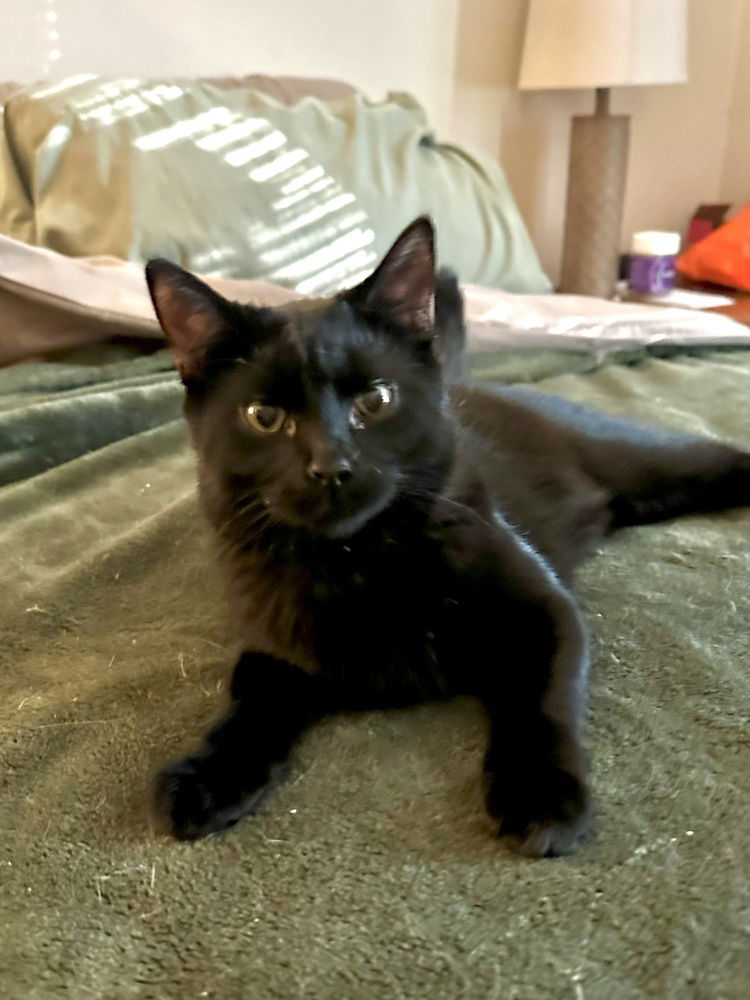 adoptable Cat in Aurora, IN named Kitty Friends : Joey