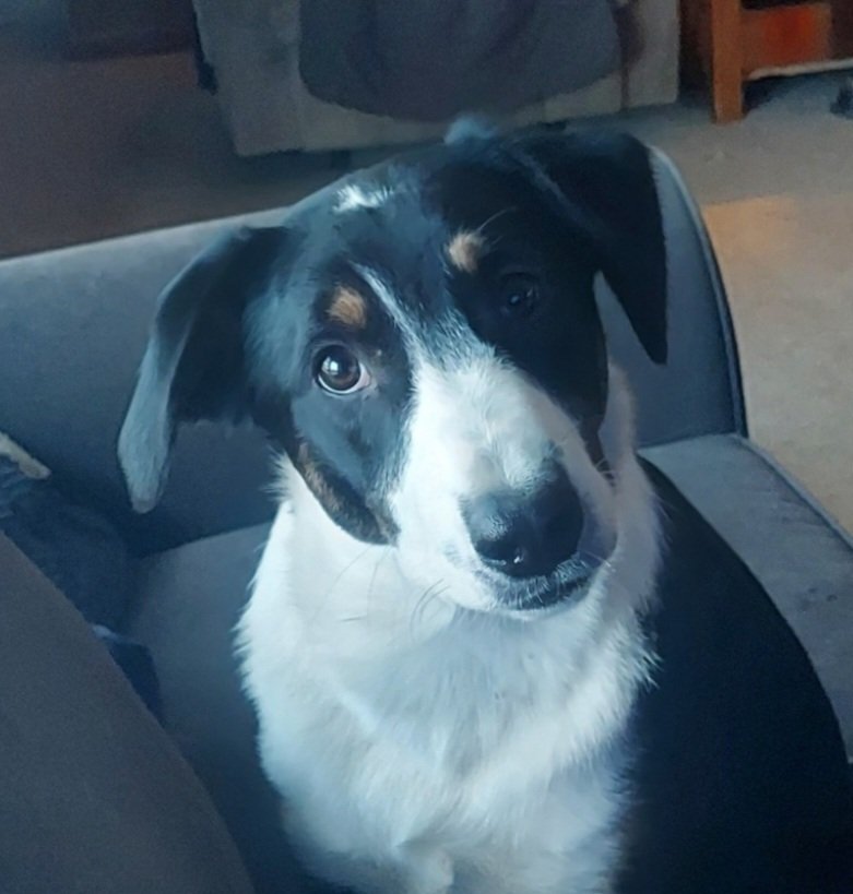 adoptable Dog in Aurora, IN named LLP Richmond : Otis