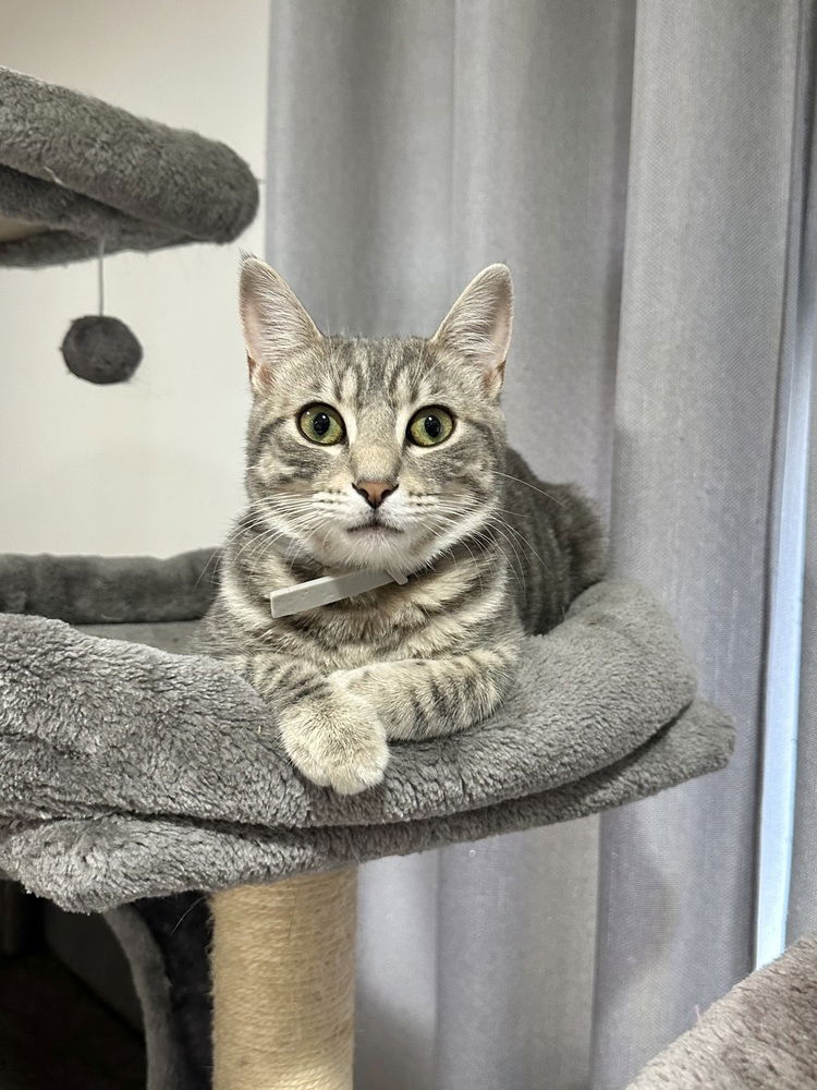 adoptable Cat in Aurora, IN named Tamale Kitty