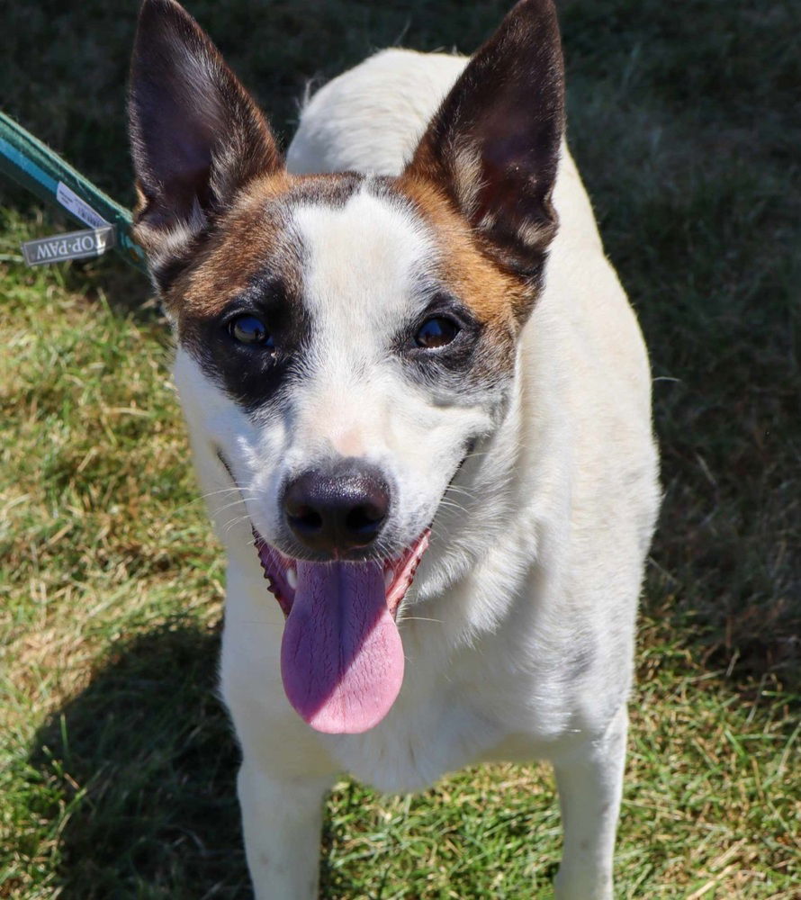 adoptable Dog in Aurora, IN named Star Trek2 : Kirk ( Ike )