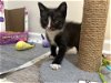 adoptable Cat in aurora, IN named Disney Paws : Sam