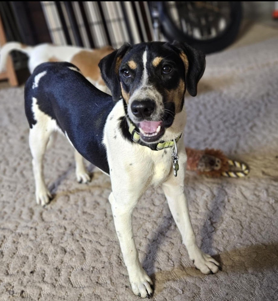 adoptable Dog in Aurora, IN named Yellow Creek : Oscar Meyer