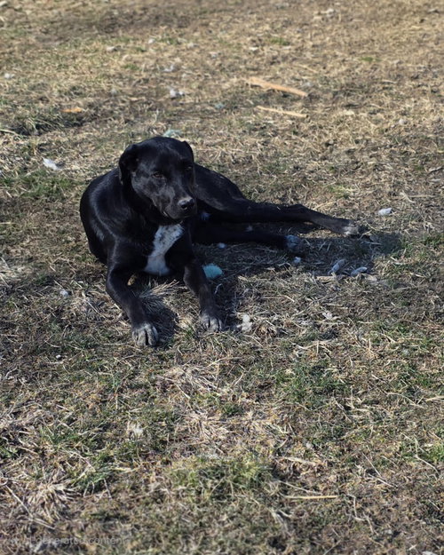 YELLOW CREEK : ZAFAR - Border Collie / Labrador Retriever available for adoption
