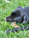 Yellow Creek : Zafar - Photo 4