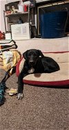 adoptable Dog in  named Yellow Creek : Zafar