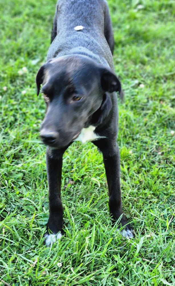 adoptable Dog in Aurora, IN named Yellow Creek : Zafar