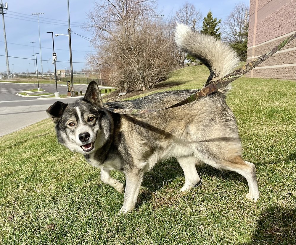 adoptable Dog in Aurora, IN named Koda Bear