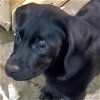adoptable Dog in  named Catahoula Gang :Emmett