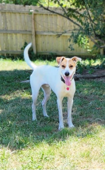 adoptable Dog in Aurora, IN named Flowers : Cosmos (Dutch)