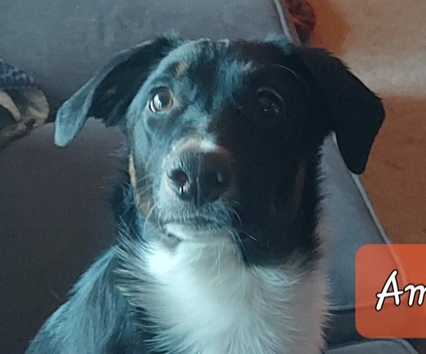 adoptable Dog in Aurora, IN named LLP Richmond : Amos