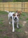 adoptable Dog in aurora, IN named Mr Hound (Charley)