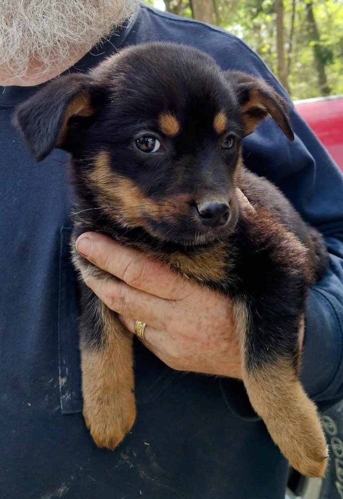 adoptable Dog in Aurora, IN named Zodiac : Libra