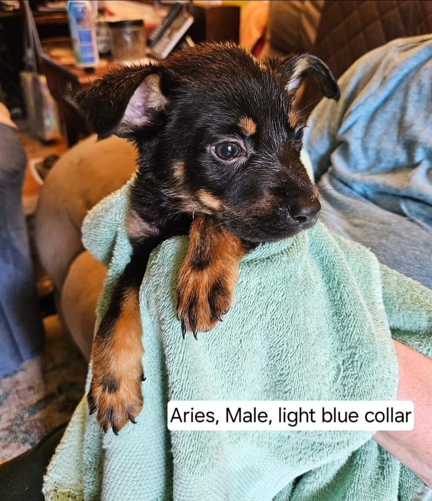 adoptable Dog in Aurora, IN named Zodiac : Aries
