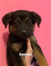 adoptable Dog in , IN named Zodiac : Gemini