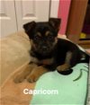 adoptable Dog in , IN named Zodiac : Capricorn