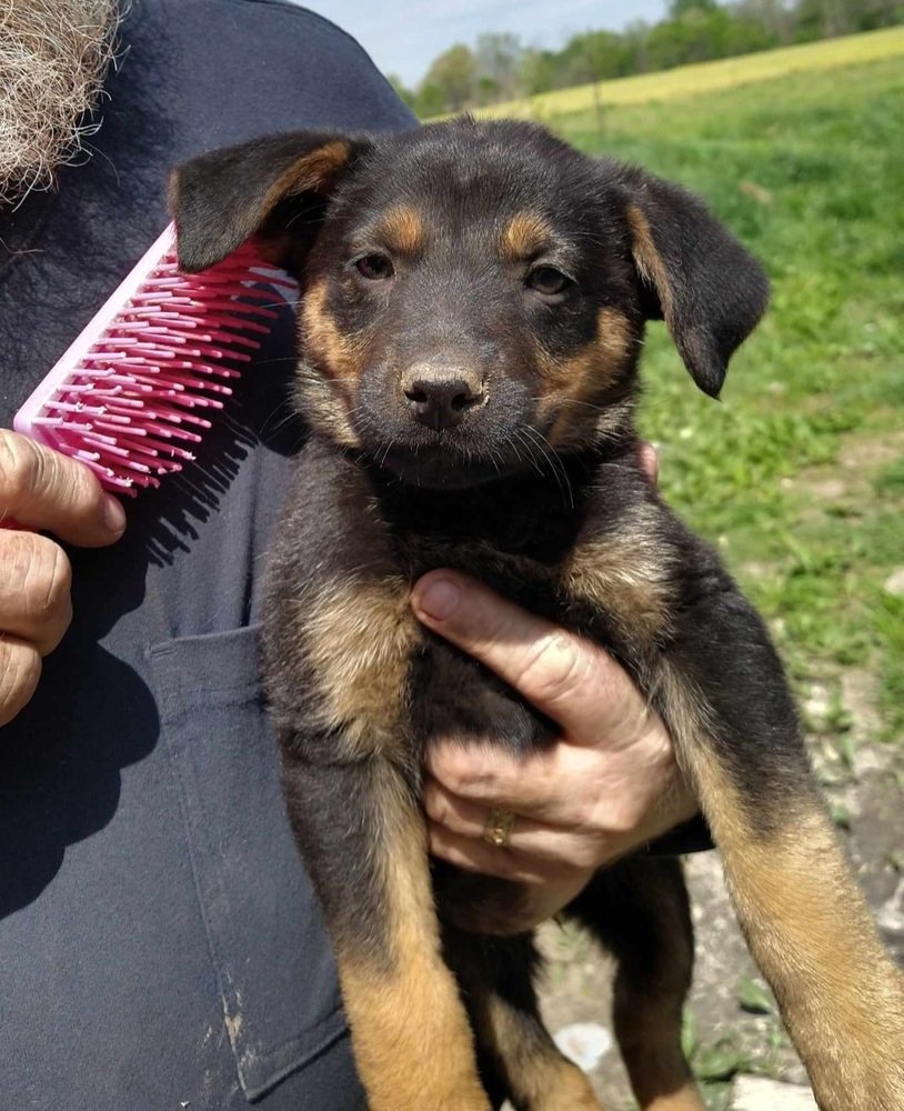 adoptable Dog in Aurora, IN named Zodiac : Virgo