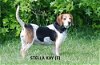 adoptable Dog in , IN named Stella Kay