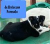 adoptable Dog in  named Jelly Bean