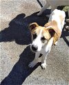 adoptable Dog in  named Mo