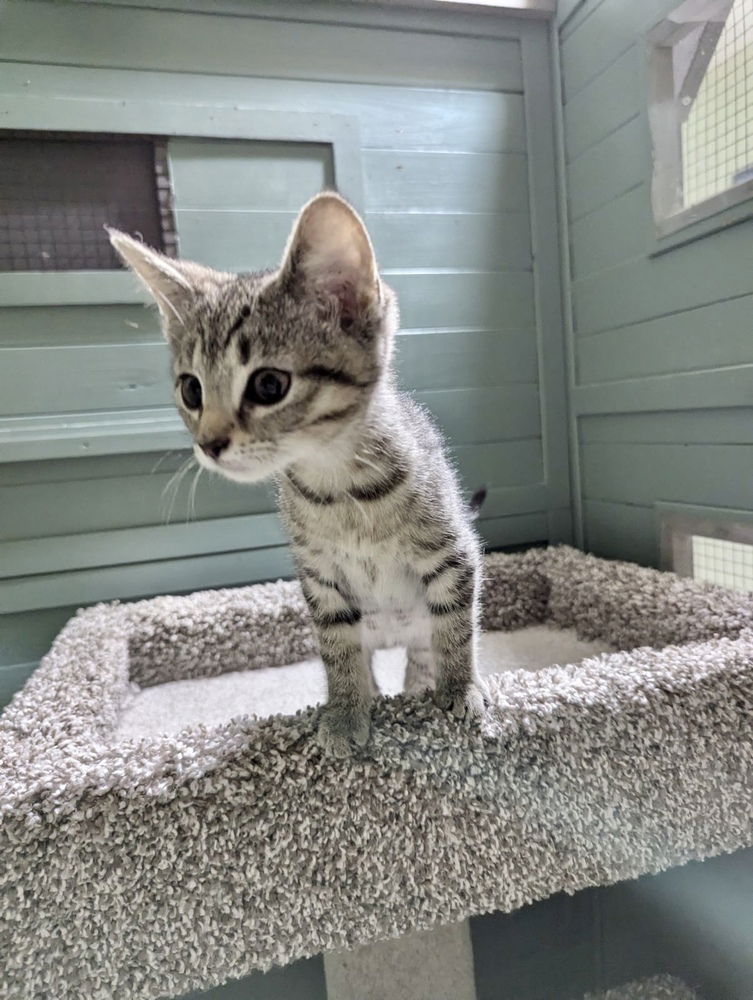 adoptable Cat in Aurora, IN named Jewel Kitty : Bin Bin