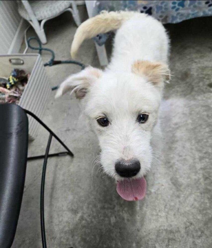 adoptable Dog in Aurora, IN named Mara Sov