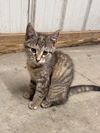 adoptable Cat in Aurora, IN named Miss Kittys : Tofu