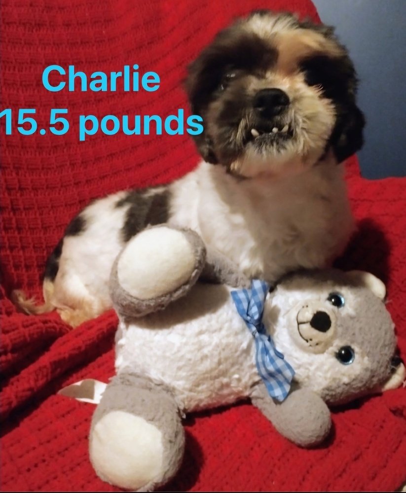 adoptable Dog in Aurora, IN named Charlie Tzu