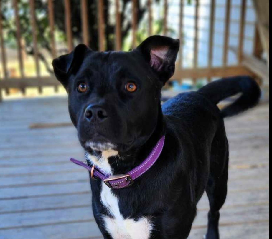 adoptable Dog in Aurora, IN named Blazer