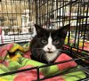 adoptable Cat in aurora, IN named County Kitties : Shania