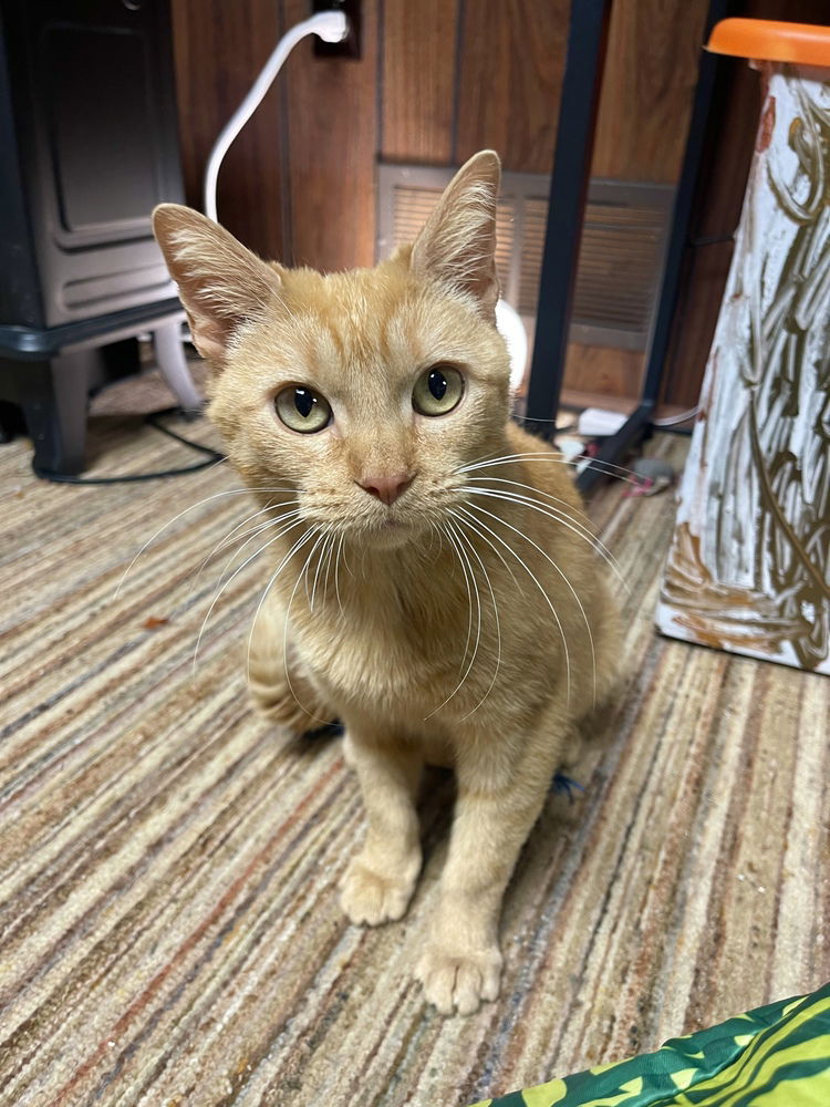 adoptable Cat in Aurora, IN named Annabelle Kitty