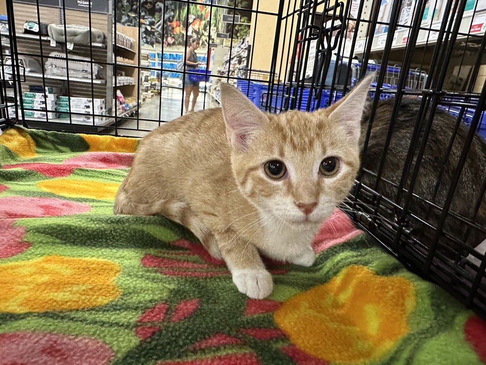 adoptable Cat in Aurora, IN named Cars Cats : Lizzie