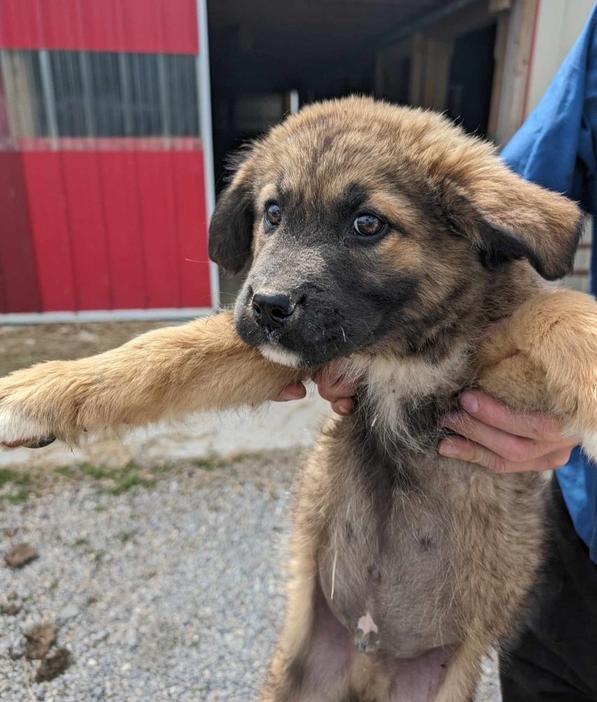adoptable Dog in Aurora, IN named Destiny Dogs : Devrim