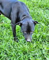 adoptable Dog in Aurora, IN named Bessie