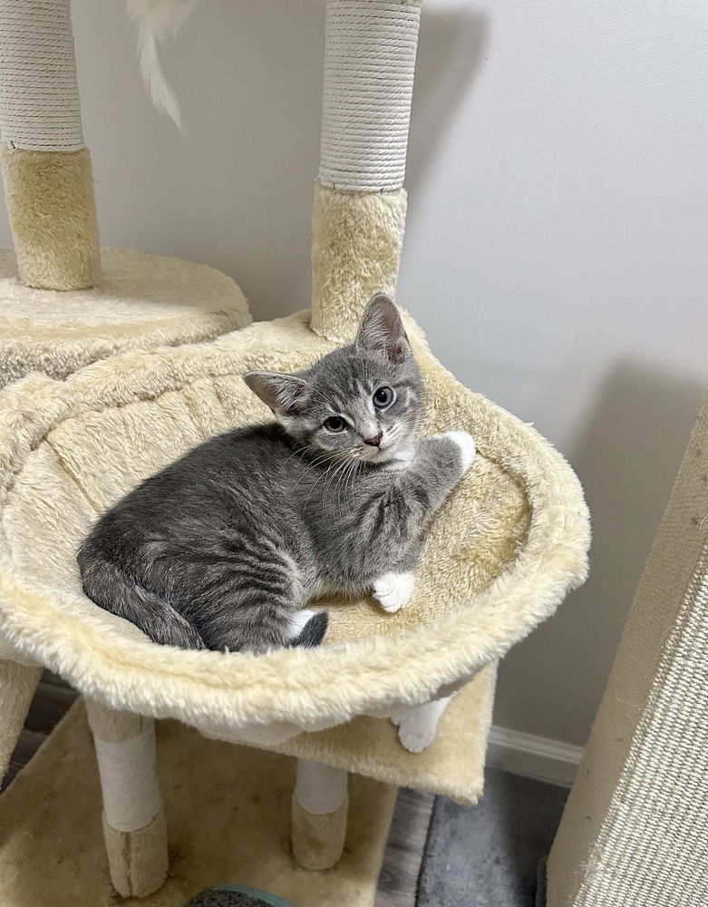 adoptable Cat in Aurora, IN named Suits : Rachel