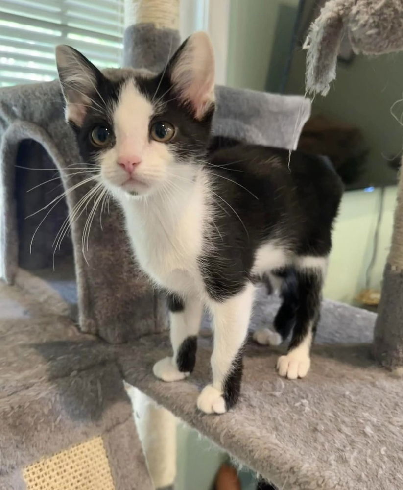 adoptable Cat in Aurora, IN named Bunnytails : Skippy