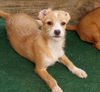 adoptable Dog in  named STF : Chi Chi