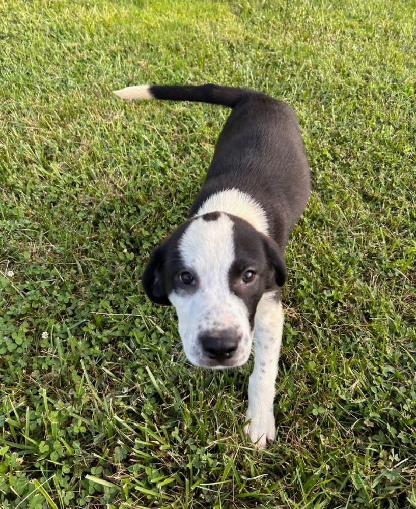 adoptable Dog in Aurora, IN named PANS : Aku