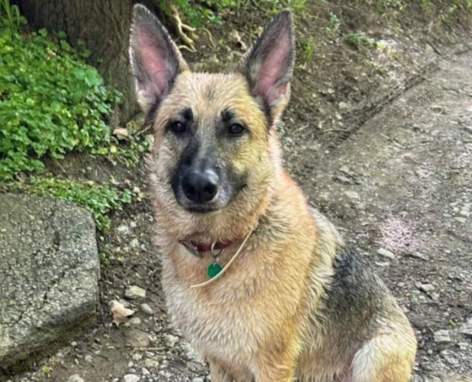 adoptable Dog in Aurora, IN named CC