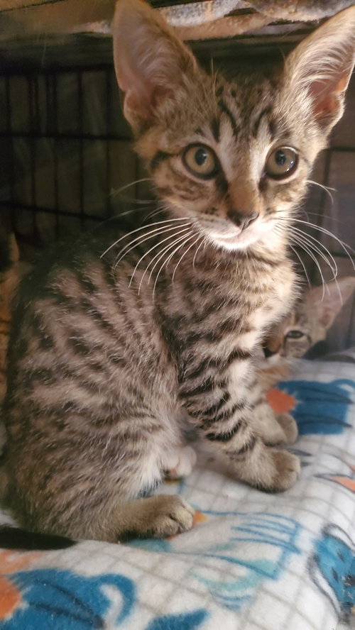 T KITTIES : TOMMY - Domestic Short Hair / Domestic Short Hair available for adoption