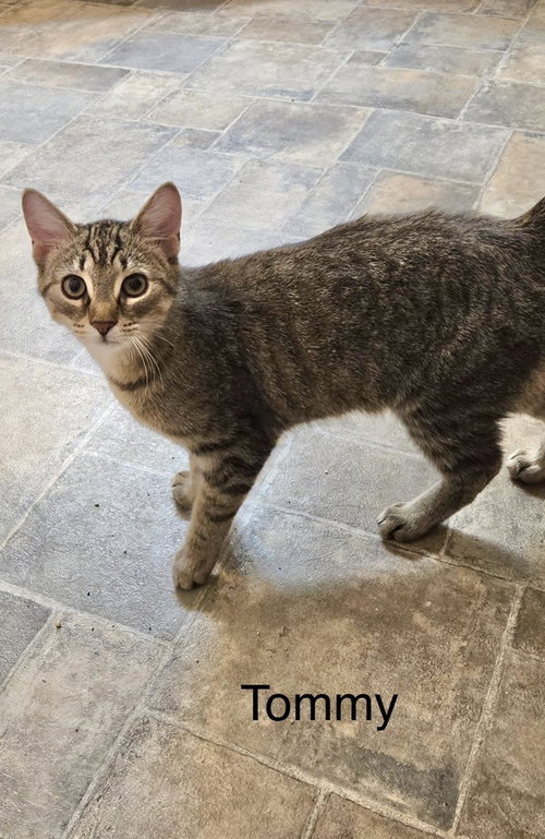 T Kitties : Tommy