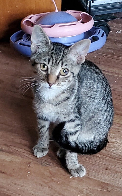 T KITTIES : TOMMY - Domestic Short Hair / Domestic Short Hair available for adoption