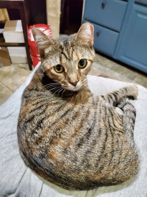 picture of the cat needing adoption