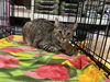 adoptable Cat in  named T Kitties : Tipper