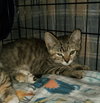 T Kitties : Tipper - Photo 2