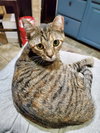 T Kitties : Tipper - Photo 3
